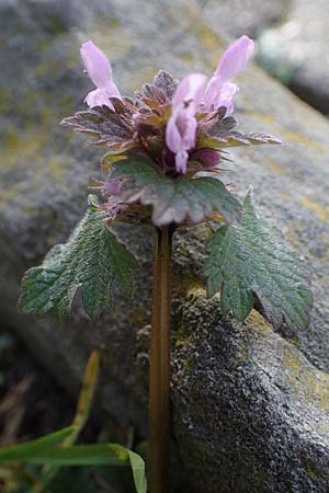 Lamium hybridum \ Eingeschnittene Taubnessel, Bastard-Taubnessel / Cut-Leaved Dead-Nettle, D Gelsenkirchen 12.3.2022