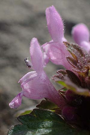 Lamium hybridum \ Eingeschnittene Taubnessel, Bastard-Taubnessel / Cut-Leaved Dead-Nettle, D Gelsenkirchen 12.3.2022