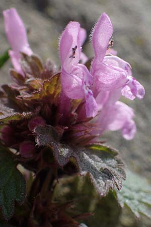 Lamium hybridum \ Eingeschnittene Taubnessel, Bastard-Taubnessel / Cut-Leaved Dead-Nettle, D Gelsenkirchen 12.3.2022