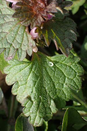 Lamium hybridum \ Eingeschnittene Taubnessel, Bastard-Taubnessel / Cut-Leaved Dead-Nettle, D Gelsenkirchen 12.3.2022