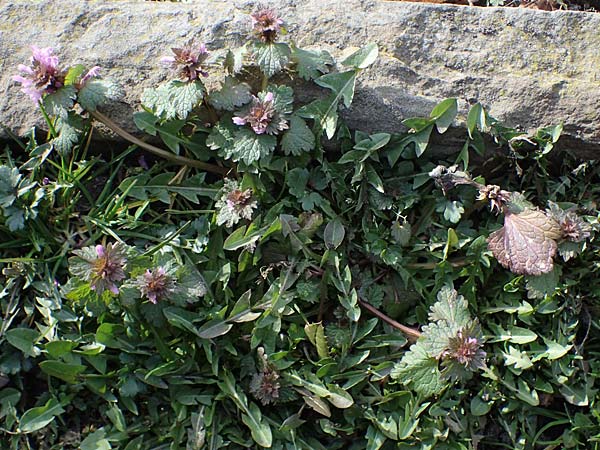 Lamium hybridum \ Eingeschnittene Taubnessel, Bastard-Taubnessel / Cut-Leaved Dead-Nettle, D Gelsenkirchen 12.3.2022