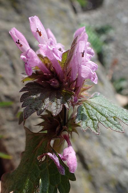 Lamium hybridum \ Eingeschnittene Taubnessel, Bastard-Taubnessel / Cut-Leaved Dead-Nettle, D Gelsenkirchen 12.3.2022