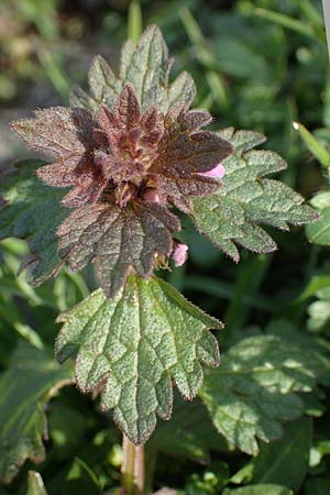 Lamium hybridum \ Eingeschnittene Taubnessel, Bastard-Taubnessel / Cut-Leaved Dead-Nettle, D Gelsenkirchen 12.3.2022