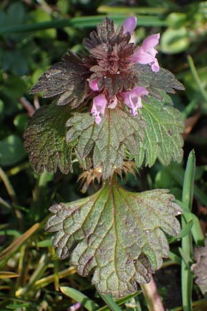 Lamium hybridum \ Eingeschnittene Taubnessel, Bastard-Taubnessel / Cut-Leaved Dead-Nettle, D Gelsenkirchen 12.3.2022