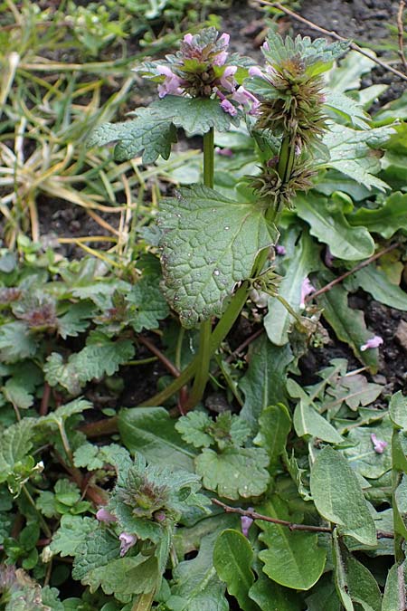 Lamium hybridum \ Eingeschnittene Taubnessel, Bastard-Taubnessel / Cut-Leaved Dead-Nettle, D Gelsenkirchen 12.3.2022