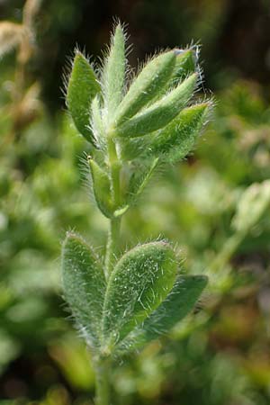 Lotus corniculatus subsp. hirsutus \ Behaarter Gew�hnlicher Hornklee / Bird's-Foot Deervetch, D Th&uuml;ringen, Bottendorf 13.6.2023