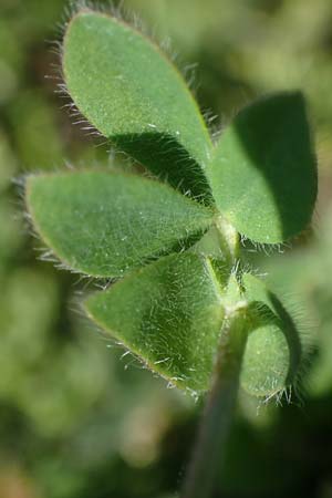 Lotus corniculatus subsp. hirsutus \ Behaarter Gew�hnlicher Hornklee / Bird's-Foot Deervetch, D Th&uuml;ringen, Bottendorf 13.6.2023