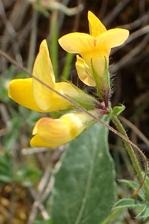 Lotus corniculatus subsp. hirsutus \ Behaarter Gew�hnlicher Hornklee / Bird's-Foot Deervetch, D Th&uuml;ringen, Erfurt 19.6.2023