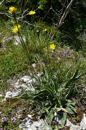 Leontodon incanus \ Grauer L�wenzahn / Grey Hawkbit, D Fridingen 3.6.2015