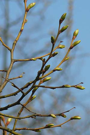 Tilia cordata \ Winter-Linde / Small-Leaved Lime, D Mannheim 10.4.2016