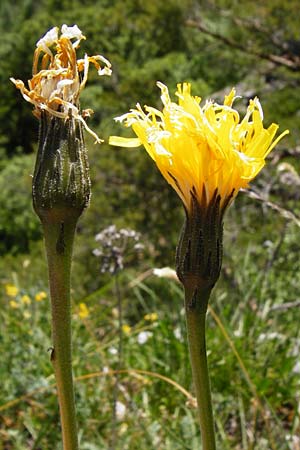 Leontodon incanus \ Grauer L�wenzahn / Grey Hawkbit, D Fridingen 3.6.2015
