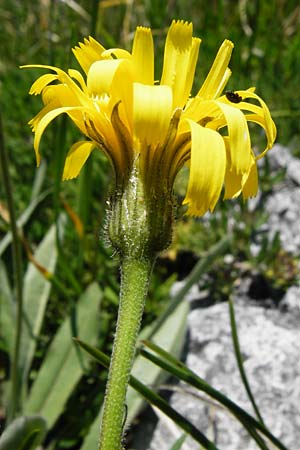 Leontodon incanus \ Grauer L�wenzahn / Grey Hawkbit, D Fridingen 3.6.2015