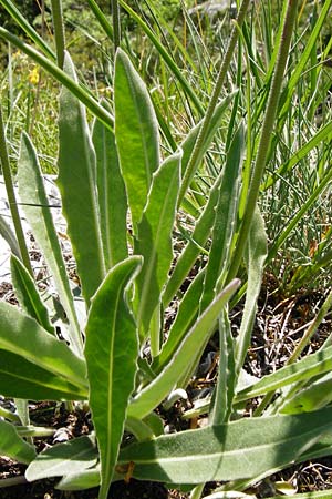 Leontodon incanus \ Grauer L�wenzahn / Grey Hawkbit, D Fridingen 3.6.2015