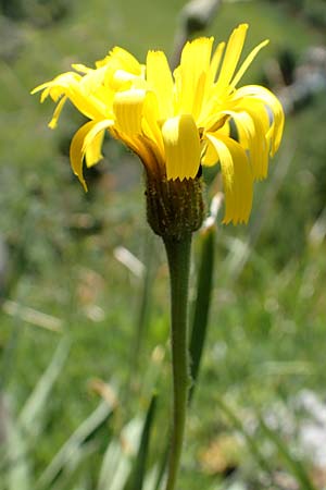 Leontodon incanus \ Grauer L�wenzahn / Grey Hawkbit, D Fridingen 3.6.2015