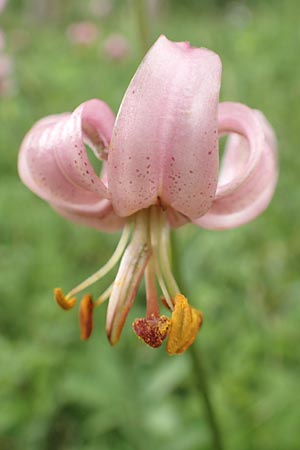 Lilium martagon \ T�rkenbund-Lilie / Turkscap Lily, D Weinheim an der Bergstra&szlig;e 21.6.2015