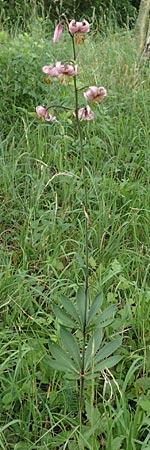 Lilium martagon \ T�rkenbund-Lilie / Turkscap Lily, D Weinheim an der Bergstra&szlig;e 21.6.2015