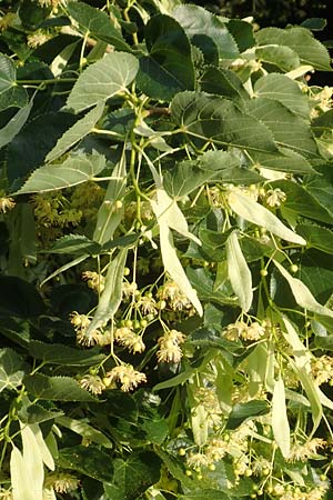 Tilia cordata \ Winter-Linde / Small-Leaved Lime, D Mannheim 27.6.2016