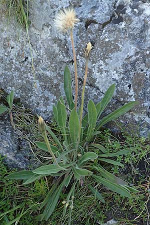 Leontodon incanus \ Grauer L�wenzahn / Grey Hawkbit, D Pfronten 28.6.2016