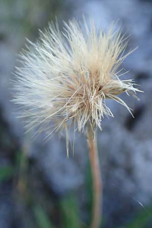 Leontodon incanus \ Grauer L�wenzahn / Grey Hawkbit, D Pfronten 28.6.2016