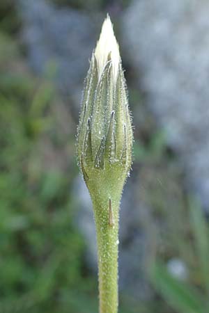 Leontodon incanus \ Grauer L�wenzahn / Grey Hawkbit, D Pfronten 28.6.2016