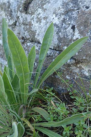 Leontodon incanus \ Grauer L�wenzahn / Grey Hawkbit, D Pfronten 28.6.2016
