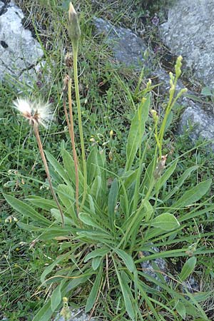 Leontodon incanus \ Grauer L�wenzahn / Grey Hawkbit, D Pfronten 28.6.2016