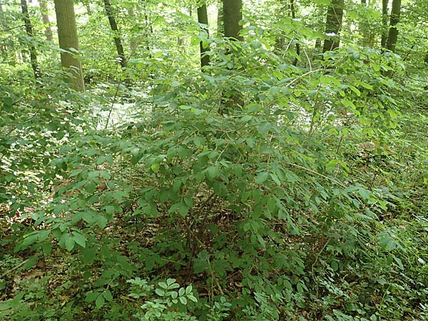 Lonicera xylosteum \ Rote Heckenkirsche / Fly Honeysuckle, D Kraichgau, Epfenbach 23.5.2017