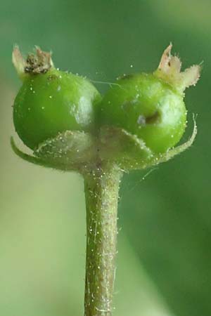 Lonicera xylosteum \ Rote Heckenkirsche / Fly Honeysuckle, D Kraichgau, Epfenbach 23.5.2017