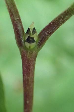 Lonicera xylosteum \ Rote Heckenkirsche / Fly Honeysuckle, D Kraichgau, Epfenbach 23.5.2017