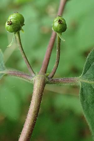 Lonicera xylosteum \ Rote Heckenkirsche / Fly Honeysuckle, D Kraichgau, Epfenbach 23.5.2017