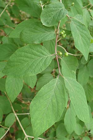 Lonicera xylosteum \ Rote Heckenkirsche / Fly Honeysuckle, D Kraichgau, Epfenbach 23.5.2017