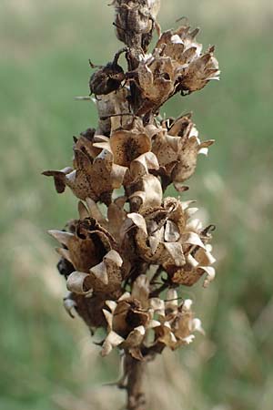 Linaria vulgaris \ Gew�hnliches Leinkraut / Common Toadflax, D Birkenheide 14.4.2018