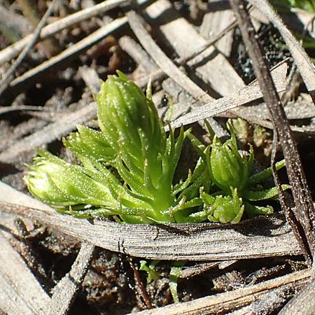 Lycopodiella inundata \ Sumpf-B�rlapp / Marsh Clubmoss, D Ober-Roden 7.5.2018