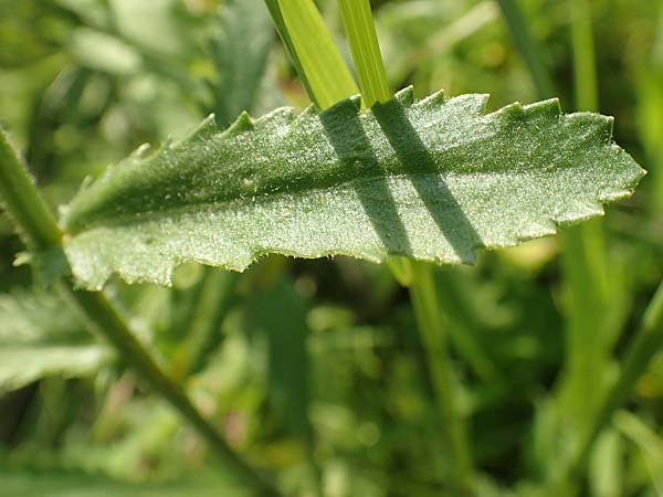 Leucanthemum maximum \ Sommer-Margerite / Shasta Ox-Eye Daisy, D Bergkamen 21.5.2018