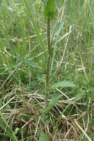Leucanthemum vulgare \ Magerwiesen-Margerite, Fr�he Wucherblume / Early Ox-Eye Daisy, D Hassloch 25.5.2018