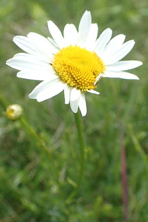 Leucanthemum vulgare \ Magerwiesen-Margerite, Fr�he Wucherblume / Early Ox-Eye Daisy, D Hassloch 25.5.2018