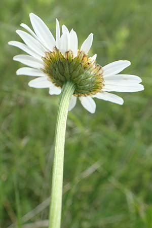 Leucanthemum vulgare \ Magerwiesen-Margerite, Fr�he Wucherblume / Early Ox-Eye Daisy, D Hassloch 25.5.2018