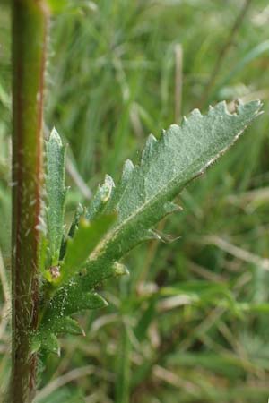 Leucanthemum vulgare \ Magerwiesen-Margerite, Fr�he Wucherblume / Early Ox-Eye Daisy, D Hassloch 25.5.2018