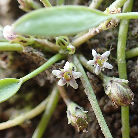 Limosella aquatica \ Schlammling, Wasser-Schlammkraut / Water Mudwort, D K&ouml;ln-Langel 6.10.2018