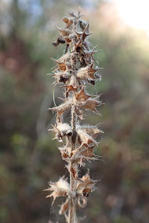 Stachys palustris \ Sumpf-Ziest / Marsh Woundwort, D Mannheim 14.10.2018