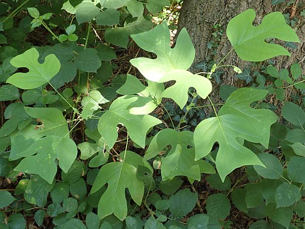 Liriodendron tulipifera \ Tulpenbaum / American Tulip Tree, D Karlsruhe 18.8.2019
