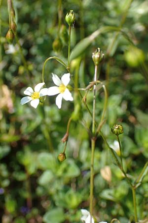 Linum catharticum \ Purgier-Lein / Fairy Flax, D Ketsch 21.5.2020