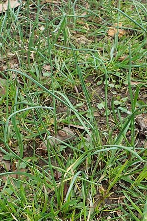 Allium oleraceum \ Ross-Lauch / Field Garlic, D Ludwigshafen 18.3.2021