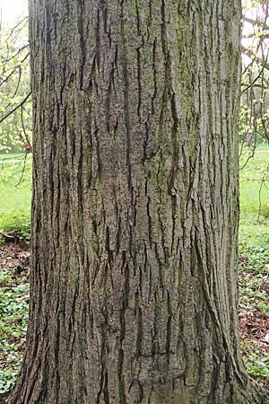 Tilia x euchlora \ Krim-Linde / Caucasian Lime, D Mannheim 21.4.2021
