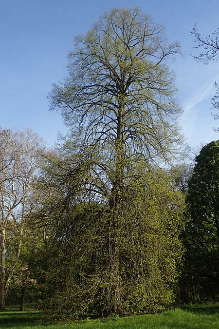 Tilia x euchlora \ Krim-Linde / Caucasian Lime, D Mannheim 22.4.2021