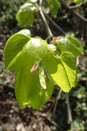 Tilia x euchlora \ Krim-Linde / Caucasian Lime, D Mannheim 22.4.2021