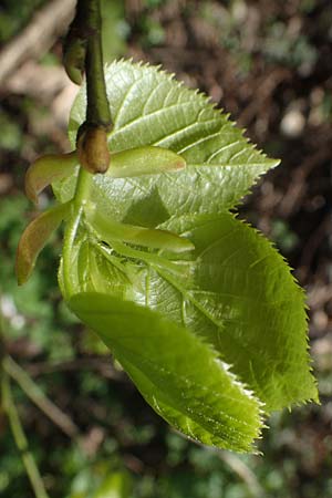 Tilia x euchlora \ Krim-Linde / Caucasian Lime, D Mannheim 22.4.2021