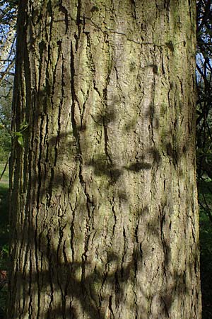 Tilia x euchlora \ Krim-Linde / Caucasian Lime, D Mannheim 22.4.2021