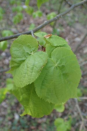Tilia cordata \ Winter-Linde / Small-Leaved Lime, D Mannheim-Pfingstberg 24.4.2021