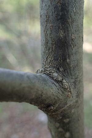 Tilia cordata \ Winter-Linde / Small-Leaved Lime, D Mannheim-Pfingstberg 24.4.2021